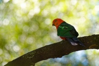 Papousek kralovsky - Alisterus scapularis - Australian King Parrot 2591